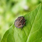 Nymphe der Streifenwanze (Graphosoma italicum) - Larvenstadium L5