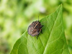 Nymphe der Streifenwanze (Graphosoma italicum) - Larvenstadium L5