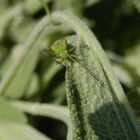 Nymphe der Vierpunkt-Zierwanze (Adelphocoris quadripunctatus)