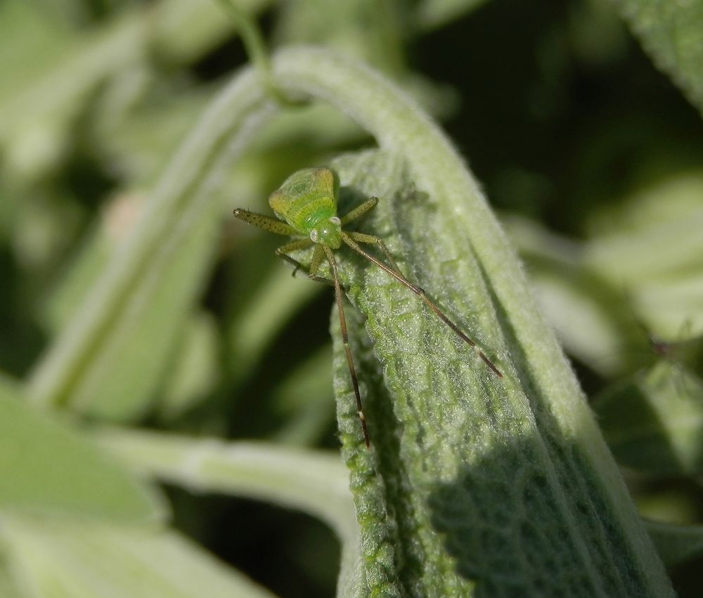 Nymphe der Vierpunkt-Zierwanze (Adelphocoris quadripunctatus)