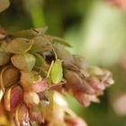 Nymphe der Vierpunkt-Zierwanze (Adelphocoris quadripunctatus) - Frühes Larvenstadium