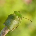 Nymphe der Vierpunkt-Zierwanze (Adelphocoris quadripunctatus) - Mittleres Larvenstadium