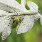 Nymphe der Vierpunktigen Zierwanze (Adelphocoris quadripunctatus)