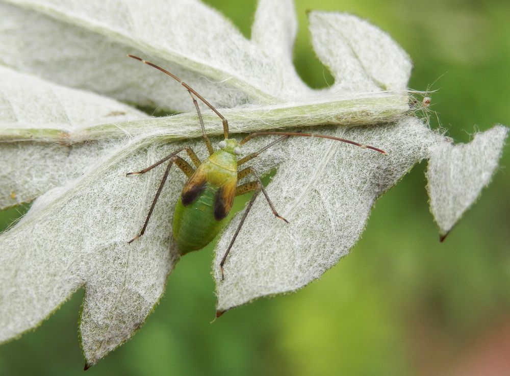 Nymphe der Vierpunktigen Zierwanze (Adelphocoris quadripunctatus)