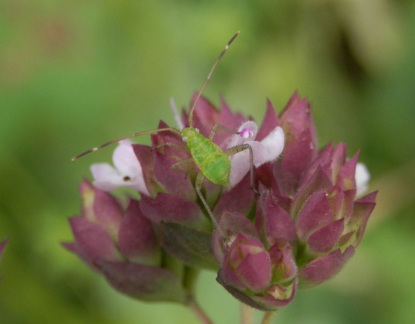 Nymphe der Vierpunktigen Zierwanze (Adelphocoris quadripunctatus)