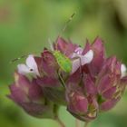 Nymphe der Vierpunktigen Zierwanze (Adelphocoris quadripunctatus)