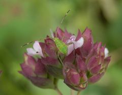 Nymphe der Vierpunktigen Zierwanze (Adelphocoris quadripunctatus)