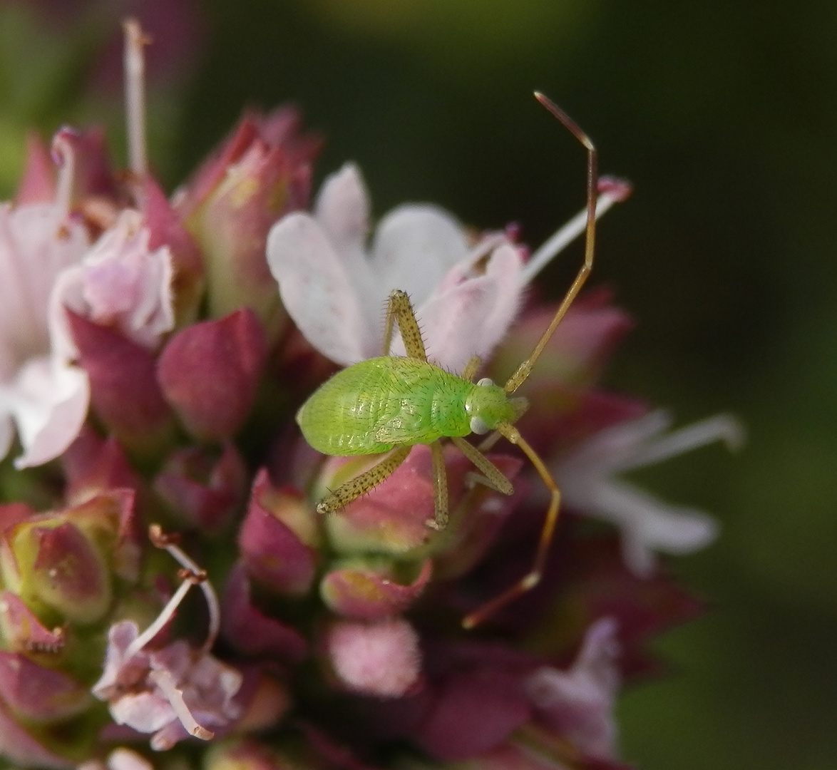 Nymphe der Vierpunktigen Zierwanze (Adelphocoris quadripunctatus)