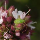 Nymphe der Vierpunktigen Zierwanze (Adelphocoris quadripunctatus)