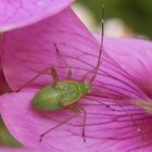 Nymphe der Vierpunktigen Zierwanze (Adelphocoris quadripunctatus) - L5 Larvenstadium