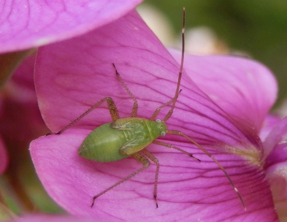 Nymphe der Vierpunktigen Zierwanze (Adelphocoris quadripunctatus) - L5 Larvenstadium