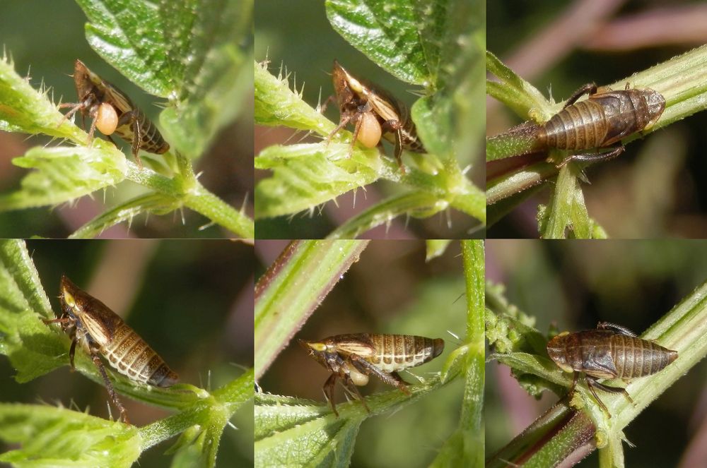 Nymphe der Wiesen-Erdzikade (Aphrodes makarovi) mit Parasit