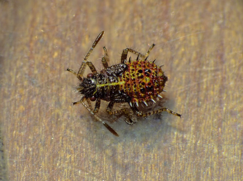 Nymphe des Binden-Keulert (Rhopalus subrufus) - L4 Larvenstadium