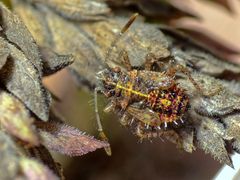 Nymphe des Binden-Keulert (Rhopalus subrufus) - L5 Larvenstadium