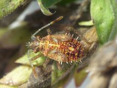 Nymphe des Binden-Keulert (Rhopalus subrufus) - L5 Larvenstadium