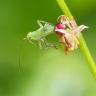 Nymphe des grünen Heupferdchen