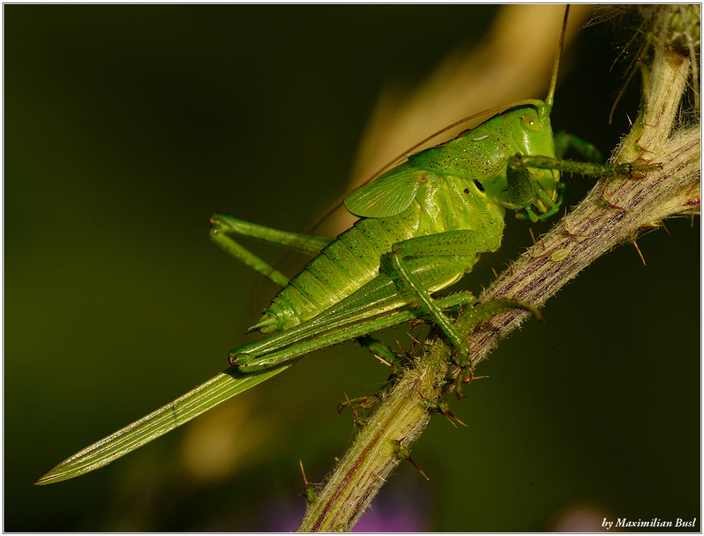 Nymphe des Heupferdes