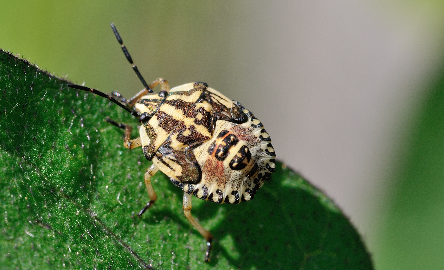 Nymphe einer Carpocoris sp. im letzten Larvenstadium