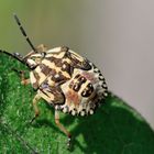 Nymphe einer Carpocoris sp. im letzten Larvenstadium