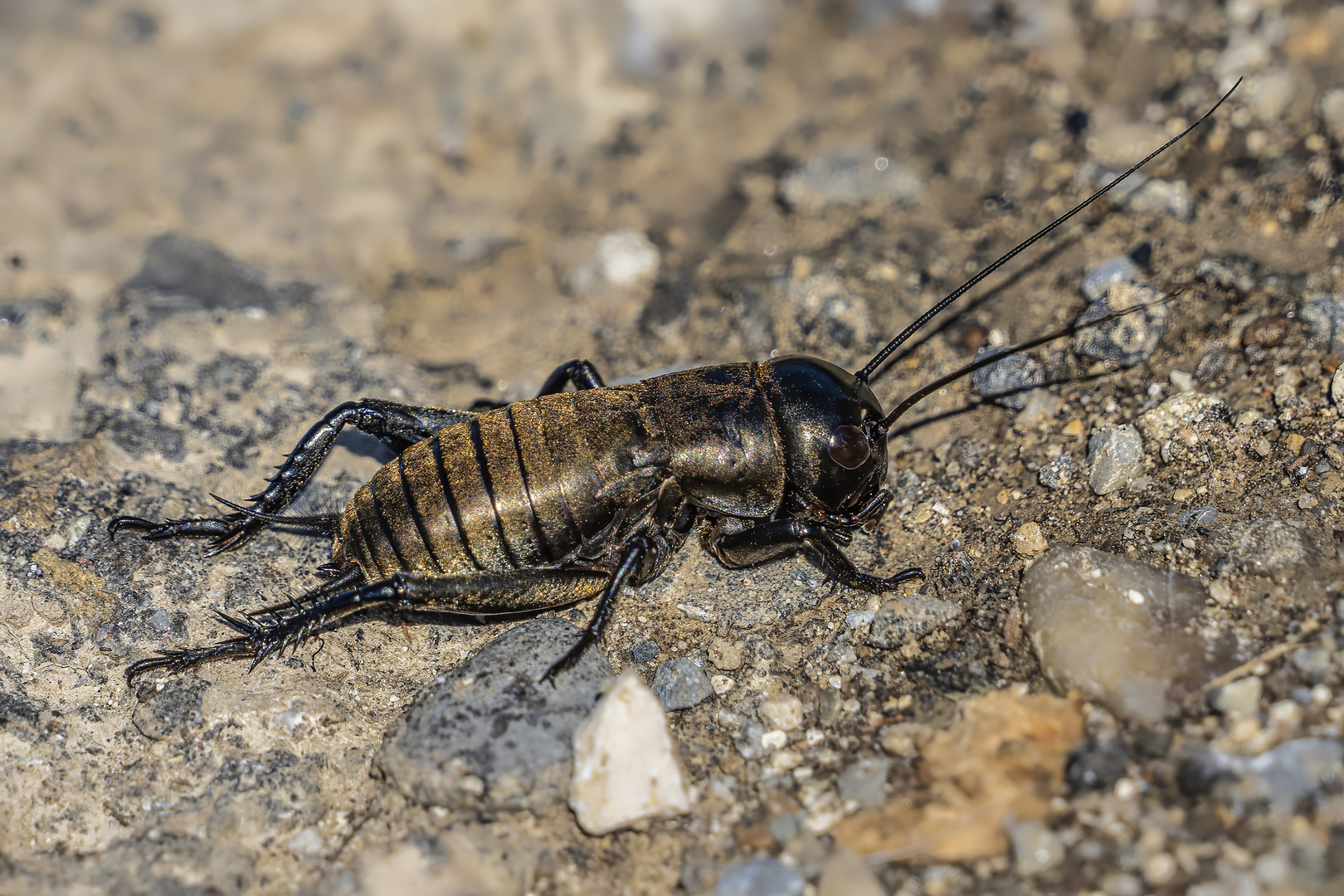 Nymphe einer Feldgrille (Gryllus campestris)