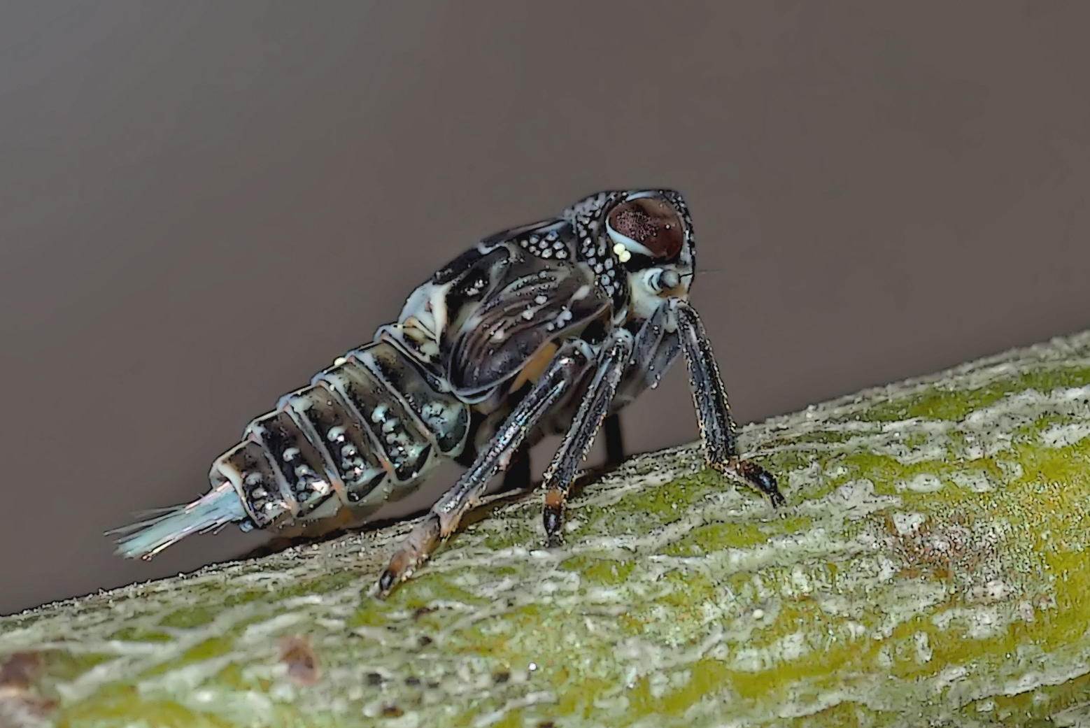 Nymphe einer Käferzikade (Issidae) mit Wachsschweif. - Cigale bossue à l'état de nymphe!