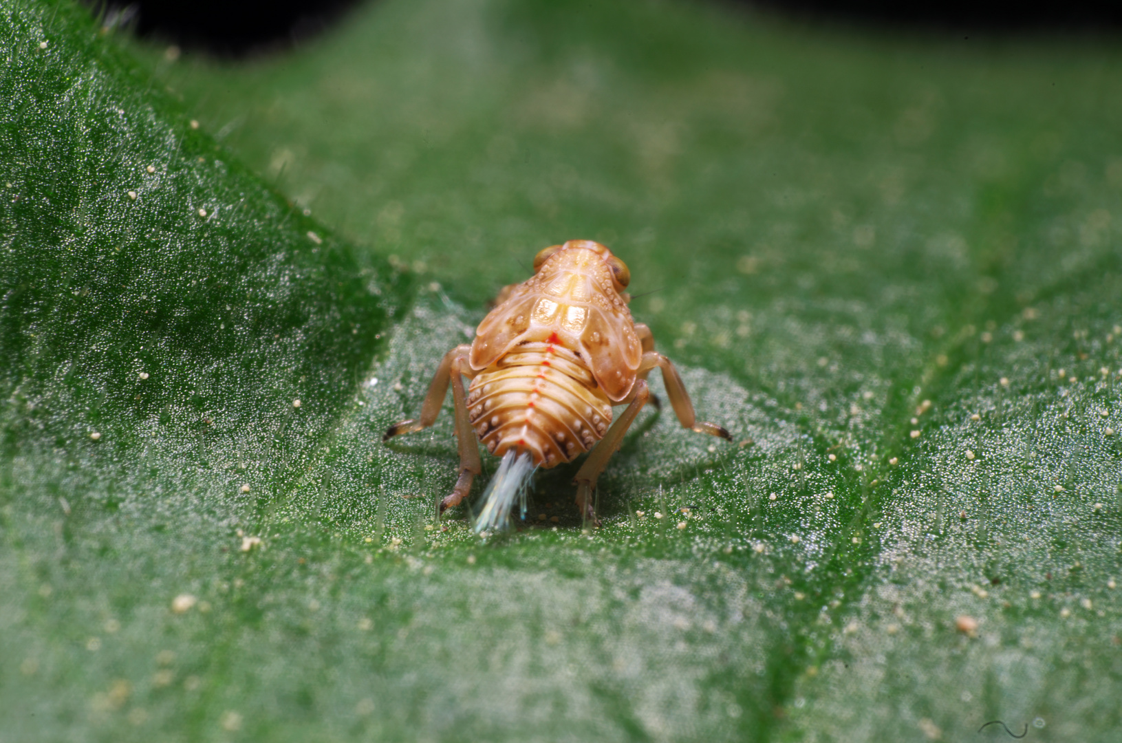 Nymphe einer Käferzikade (issus sp.)