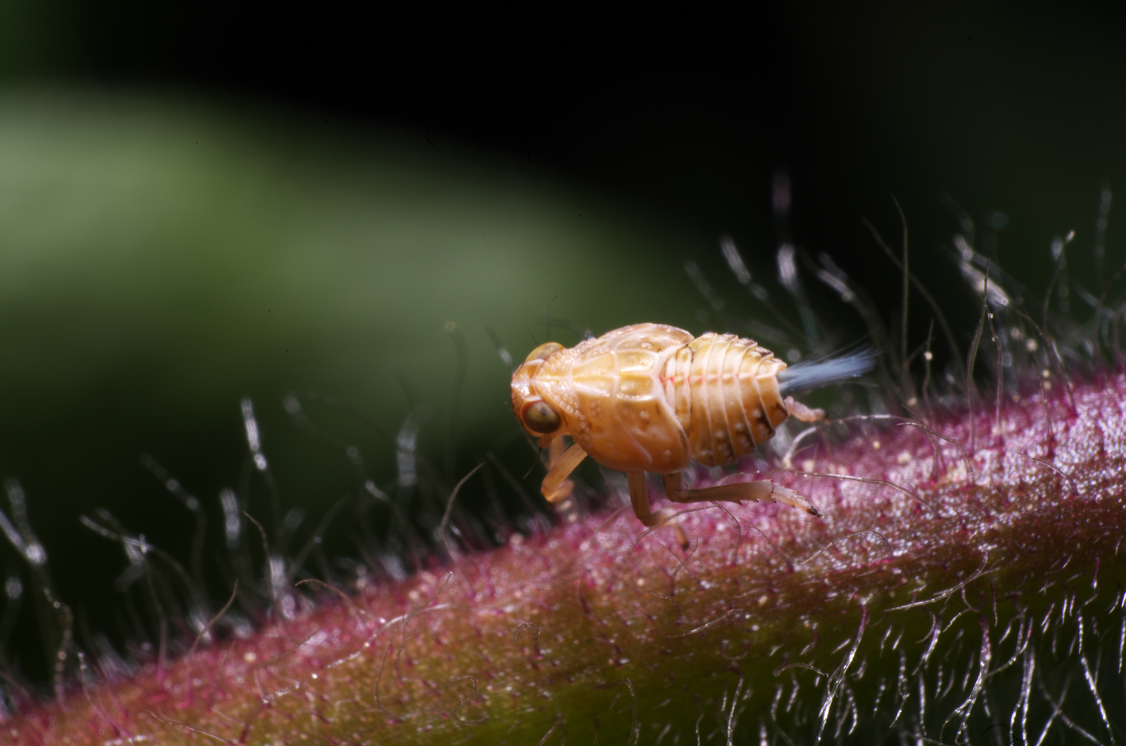 Nymphe einer Käferzikade (Issus sp.)