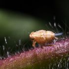 Nymphe einer Käferzikade (Issus sp.)