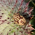 Nymphe einer Streifenwanze (Graphosoma lineatum).