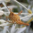 Nymphe - Gemeiner Grashüpfer (Pseudochorthippus parallelus)