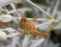 Nymphe - Gemeiner Grashüpfer (Pseudochorthippus parallelus)