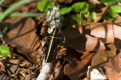 Nymphe vom Southeastern Lubber Grasshopper