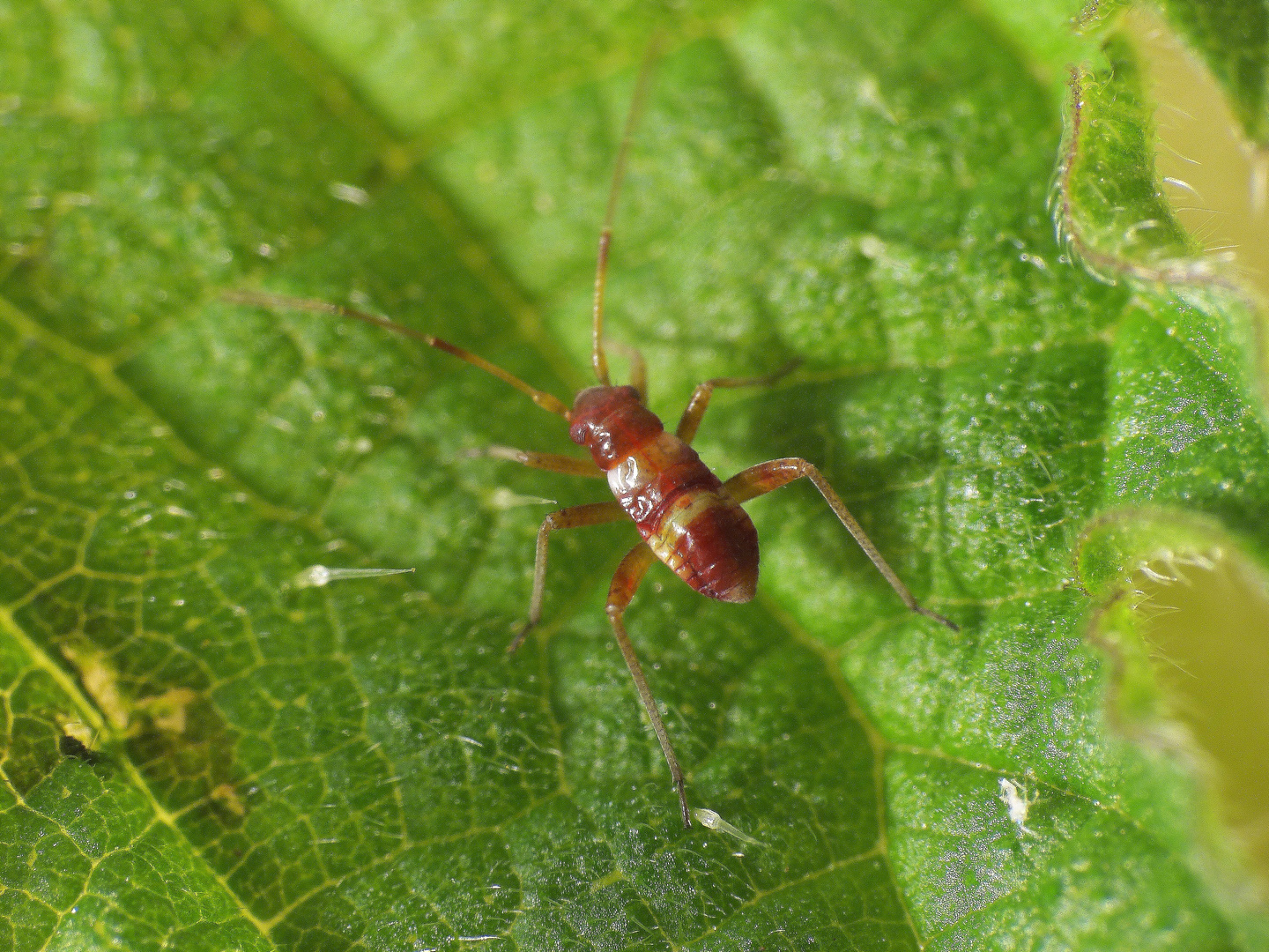 Nymphe von Closterotomus fulvomaculatus