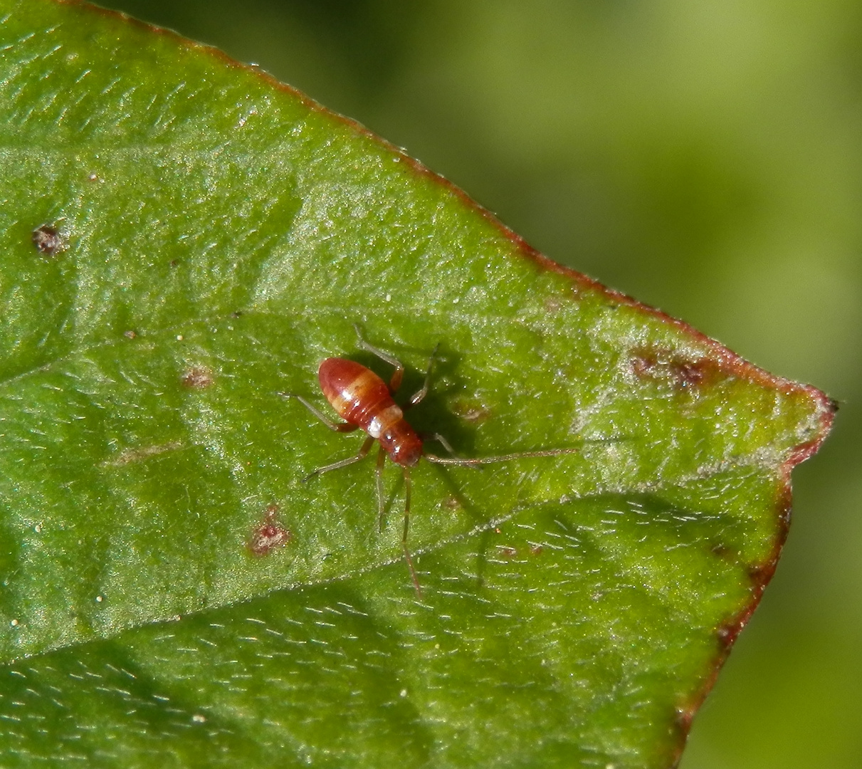 Nymphe von Closterotomus fulvomaculatus