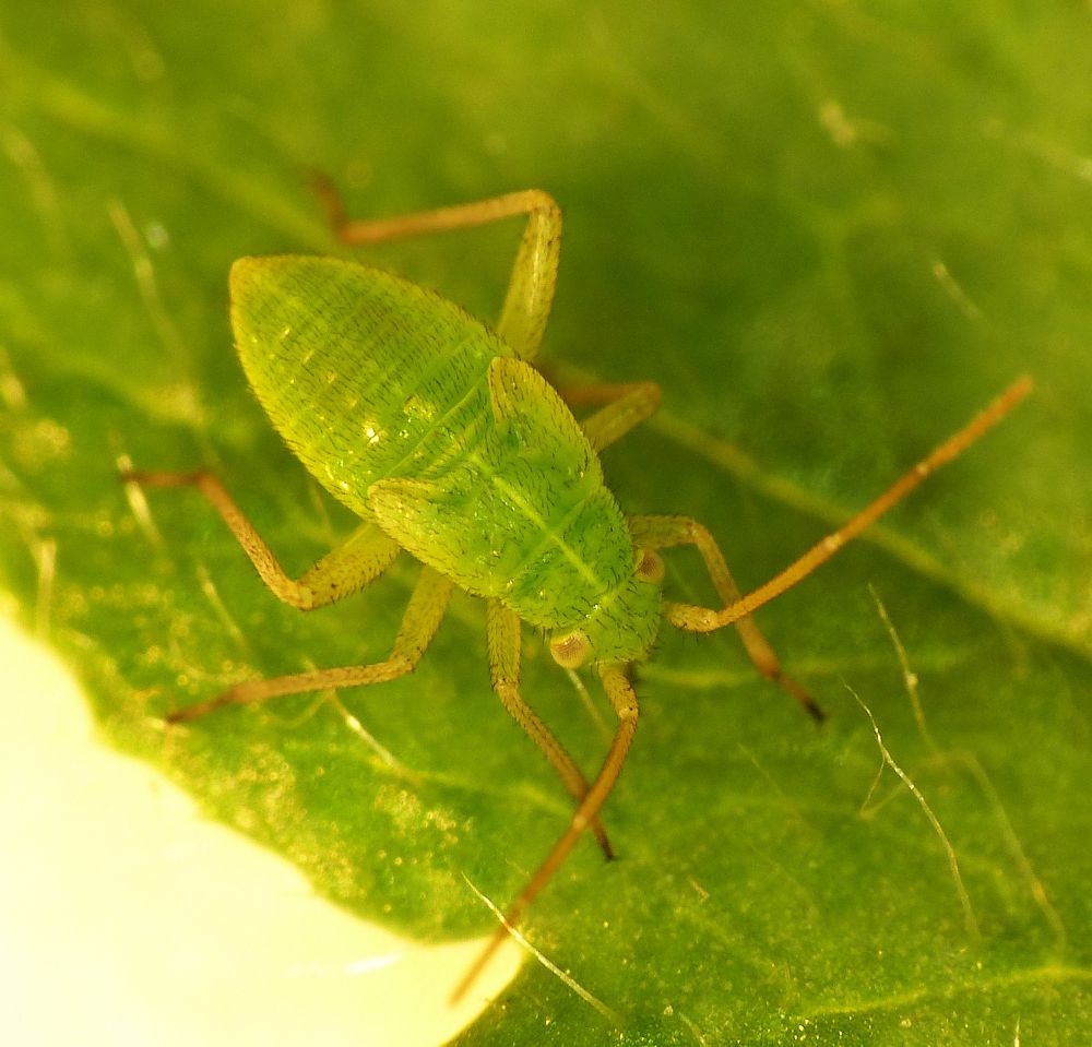 Nymphe von Closterotomus norvegicus oder Adelphocoris quadripunctatus?