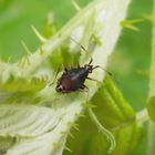 Nymphe von Deraeocoris ruber auf Brennessel