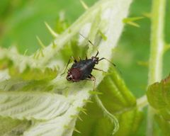 Nymphe von Deraeocoris ruber auf Brennessel