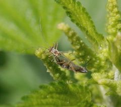 Nymphe von Nabis sp. nach erfolgreicher Jagd