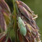 Nymphe von Stenotus binotatus