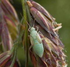 Nymphe von Stenotus binotatus