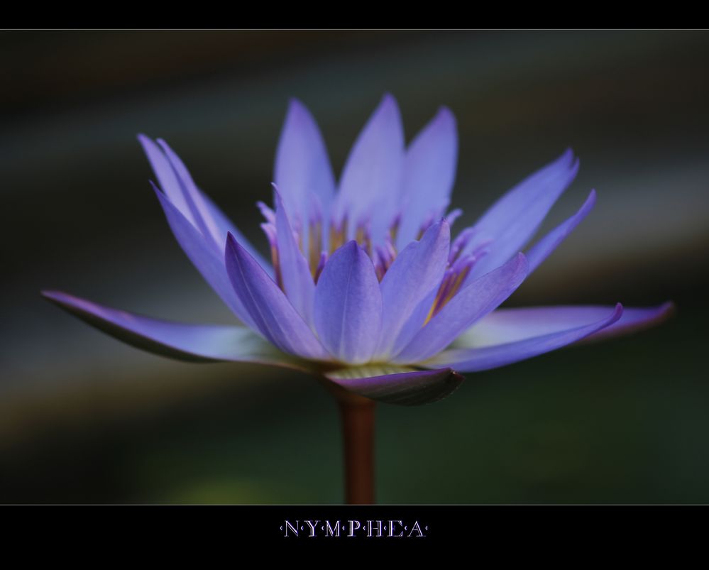 Nymphea