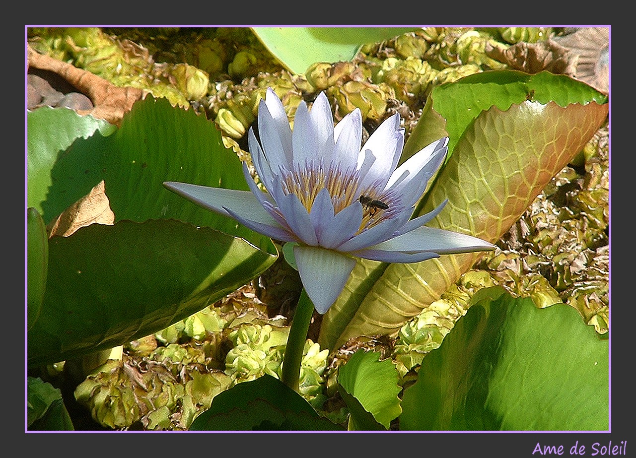 Nymphéa au jardin Pamplemousse...