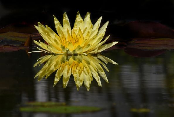 Nymphea Yellow Bangpra Seerose....