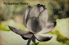 Nymphéas Noirs - Michel Bussi