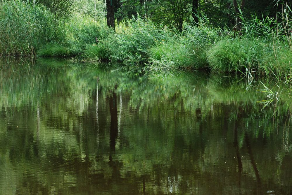 Nymphen am Teich