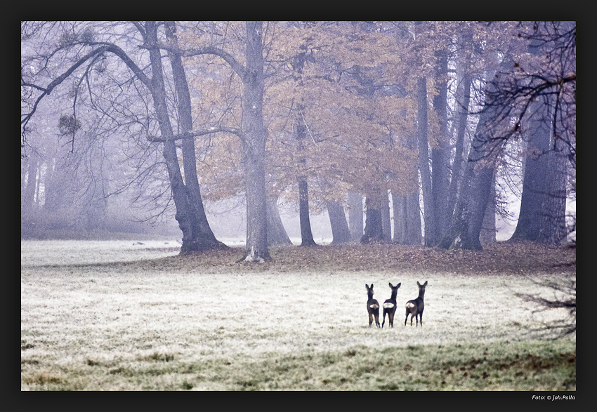 Nymphenburg 0113