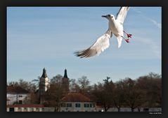 Nymphenburg 0117