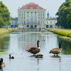 Nymphenburg Gänse