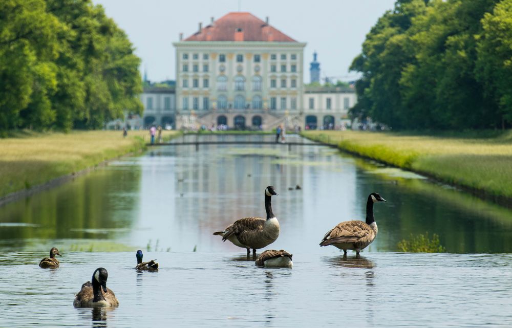 Nymphenburg Gänse