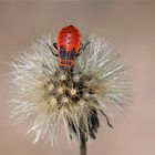 Nymphenkopfstand - Feuerwanze  , Larvenstadium , Pyrrhocoris apterus 